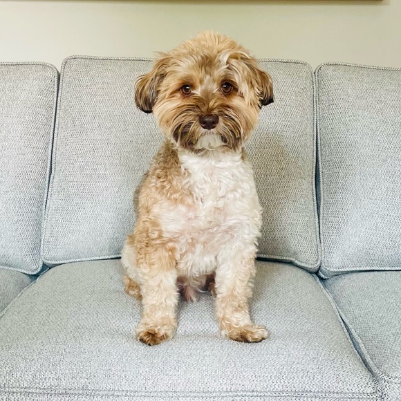 Meet your Posher, Jules - Picture 2 of 2